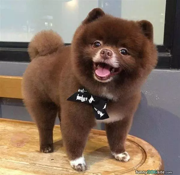 That Is A Fluffy Pup