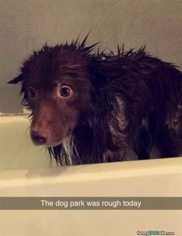 The Dog Park Was Rough