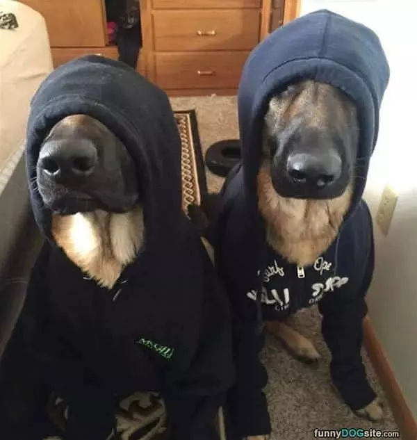 Hoodie Dogs