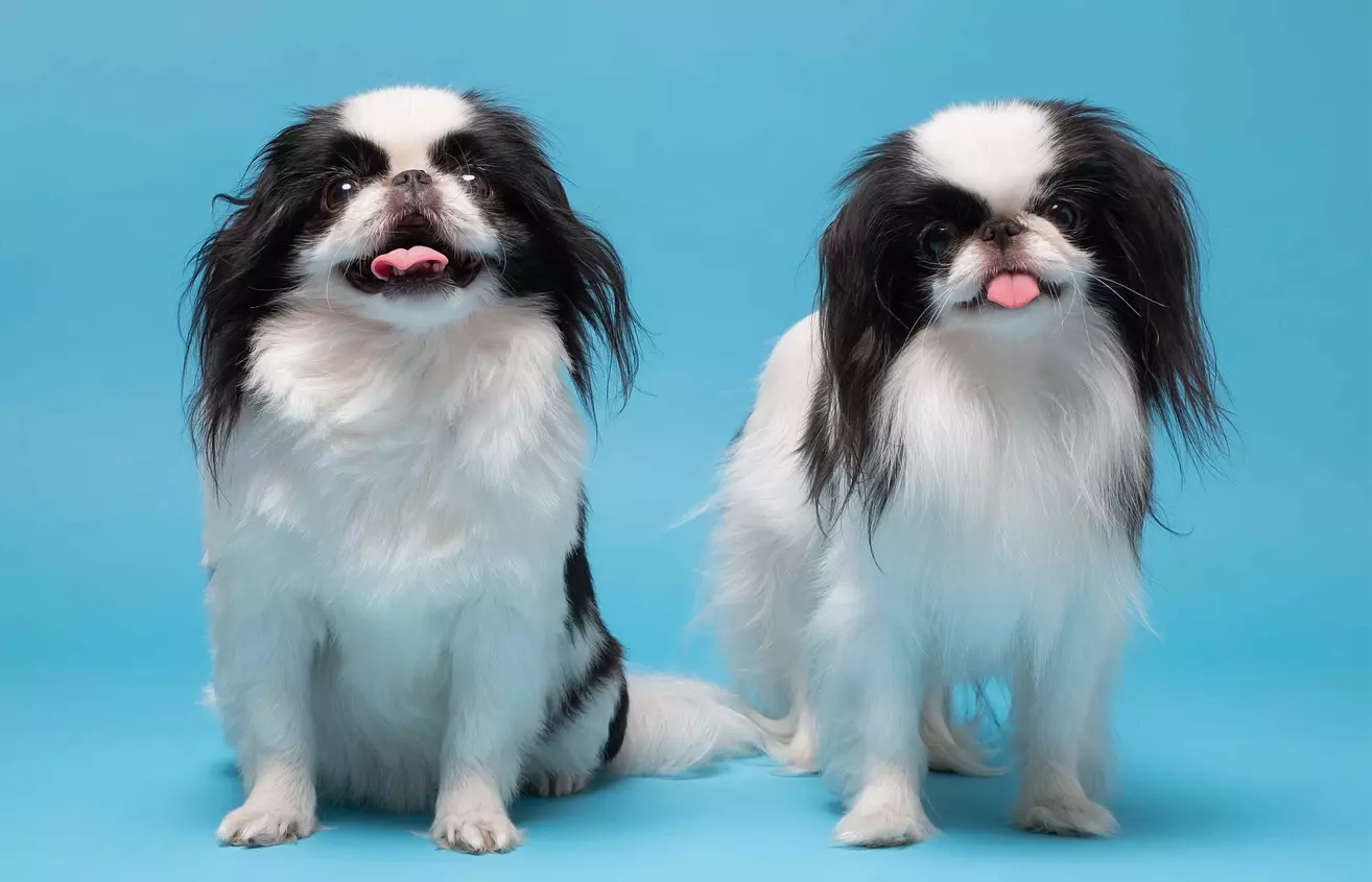 Japanese Chin brothers