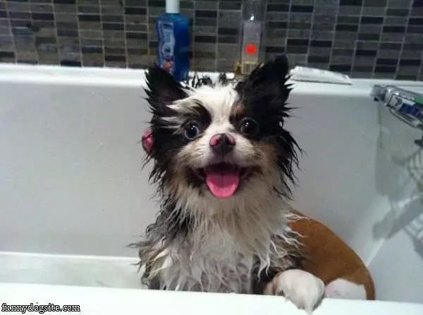Tub Dog Is Happy