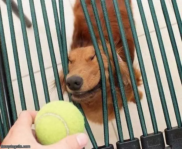Do Want The Ball