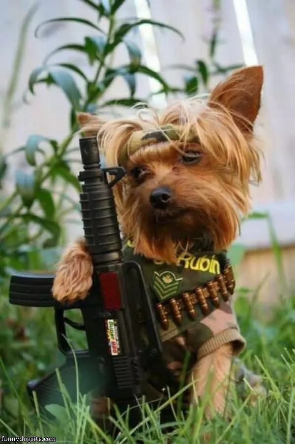 Rambo Dog