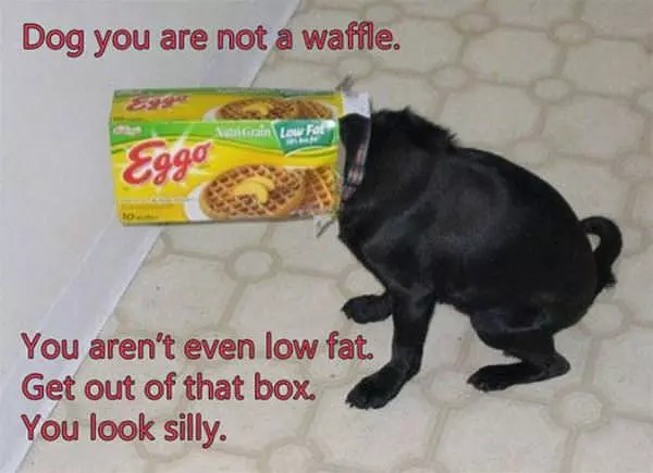 You Are Not A Waffle