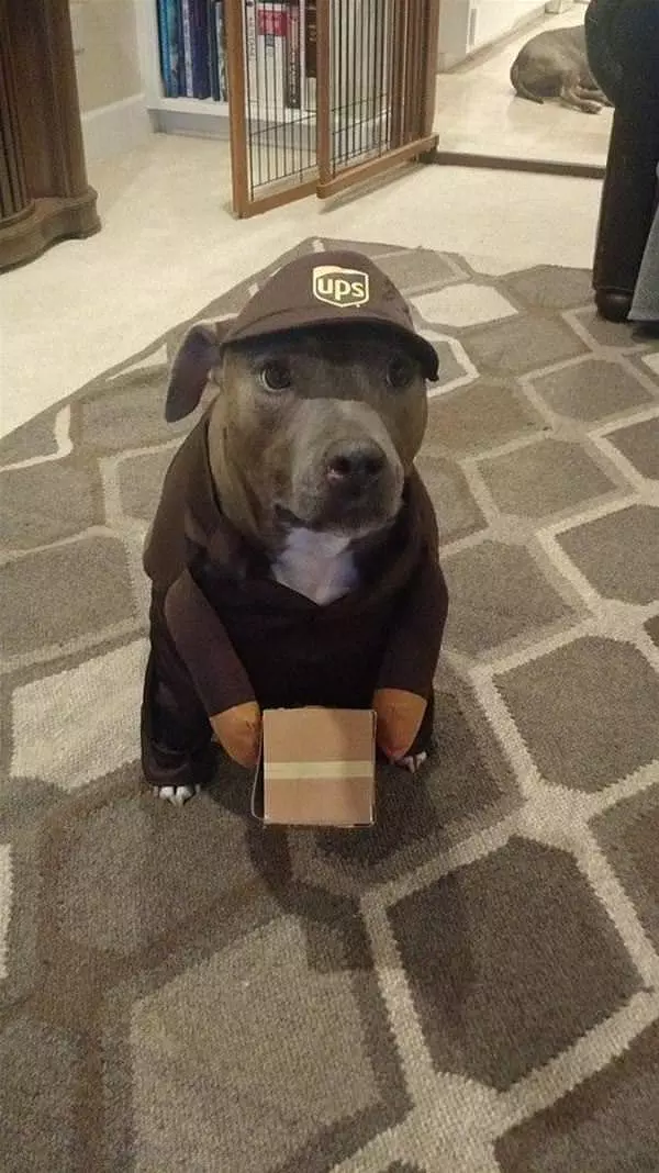 I Am The Mail Dog