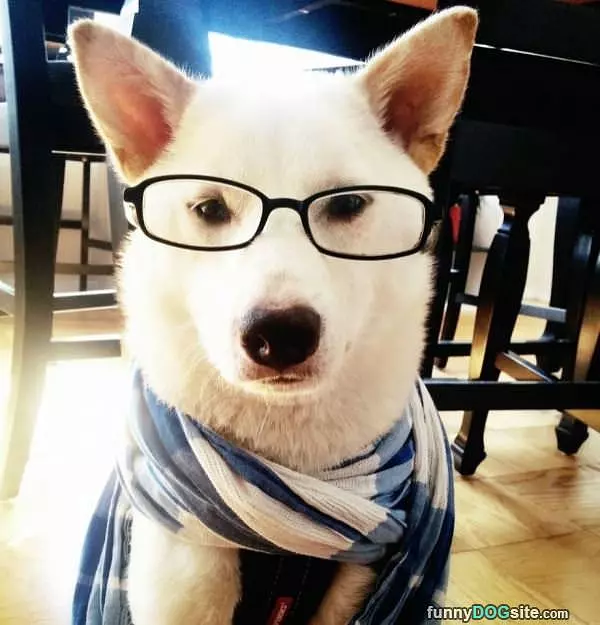 The Smartest Dog