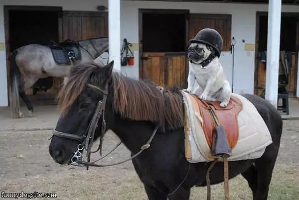 Dog On A Horse