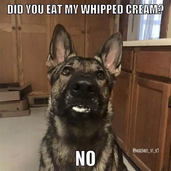 Did You Eat The Whipped Cream