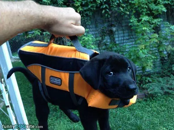 Delivery Puppy