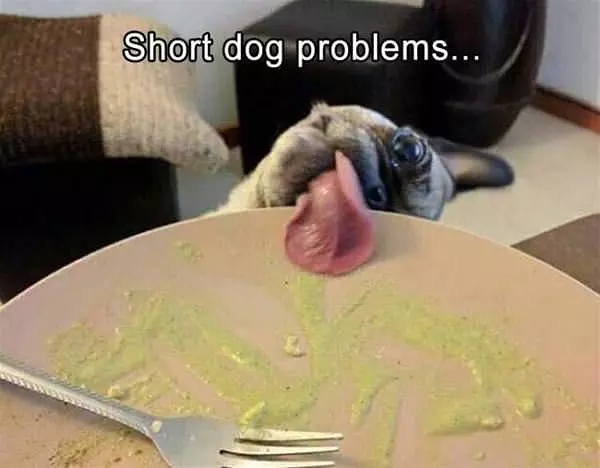Short Dog Problems