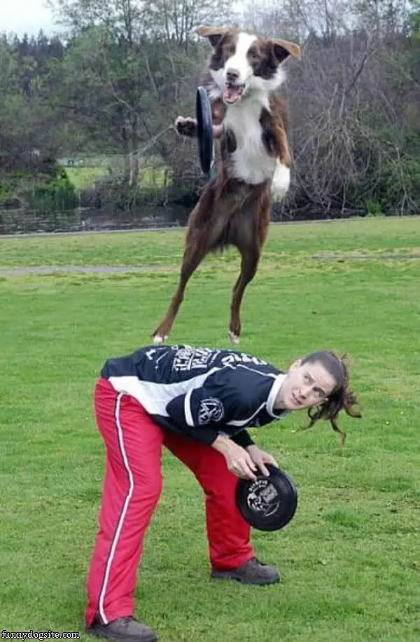 High Jumping Dog
