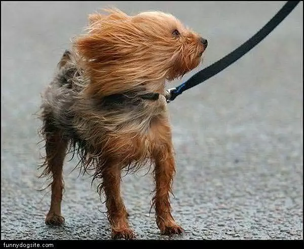 Very Windy Day