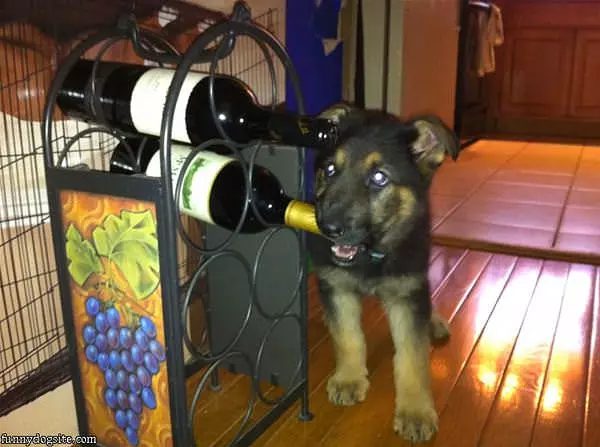 Puppy Wants Some Wine