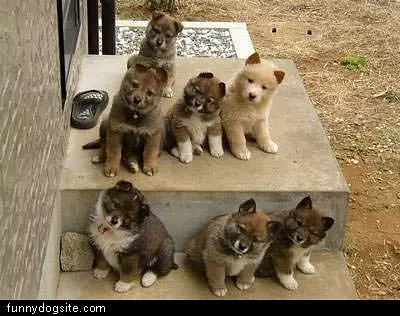 Bunch Of Puppies