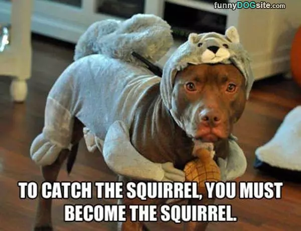 To Catch The Squirrel