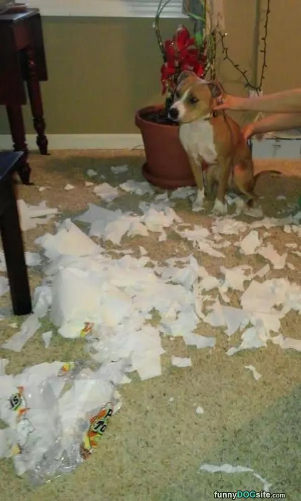 The Paper Towel Destroyer
