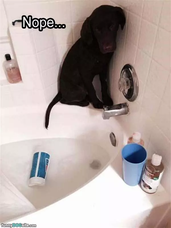This Dog Does Not Want A Bath