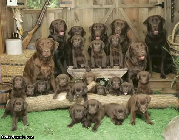 Whole Puppy Family
