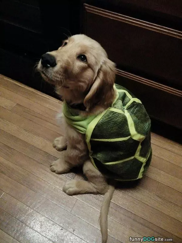 I Am A Turtle