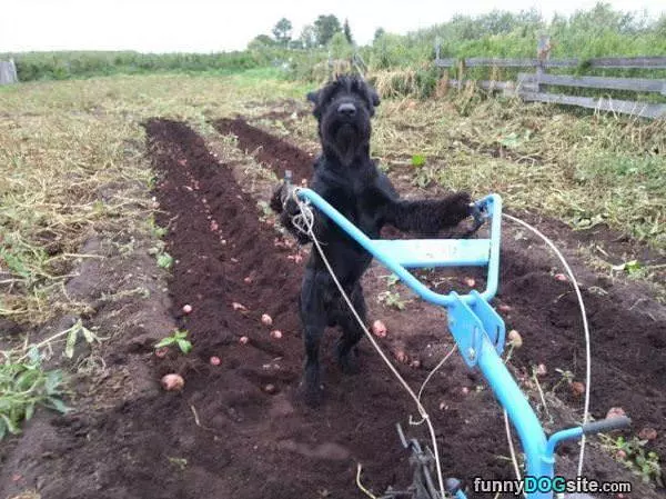 I Am The Plow Dog