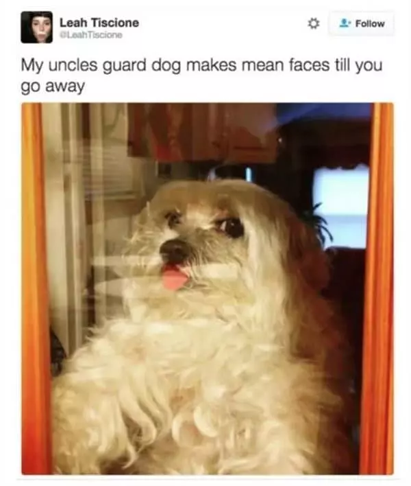 The Guard Dog Face