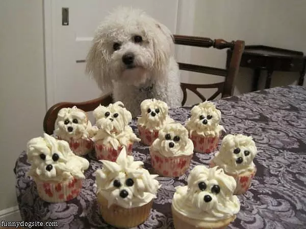 Nice Cupcakes