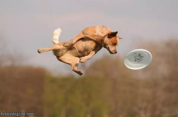 High Flying Dog