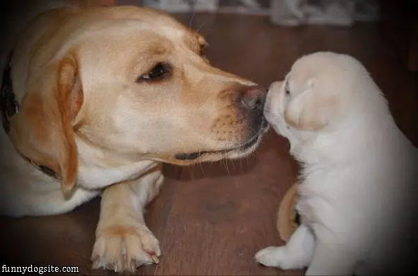 Little Puppy Kiss