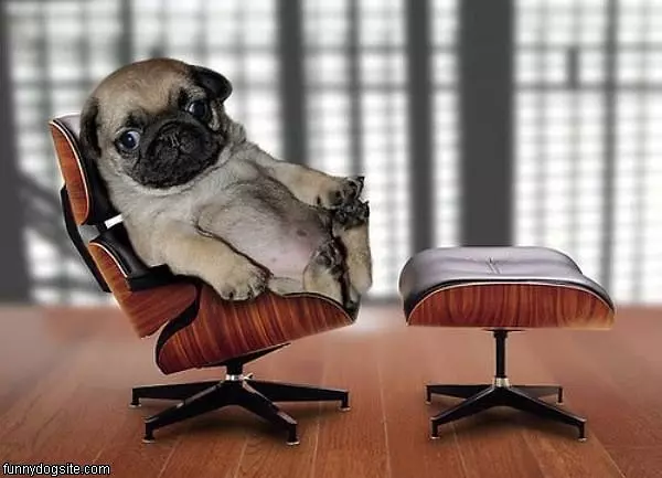 Office Pug
