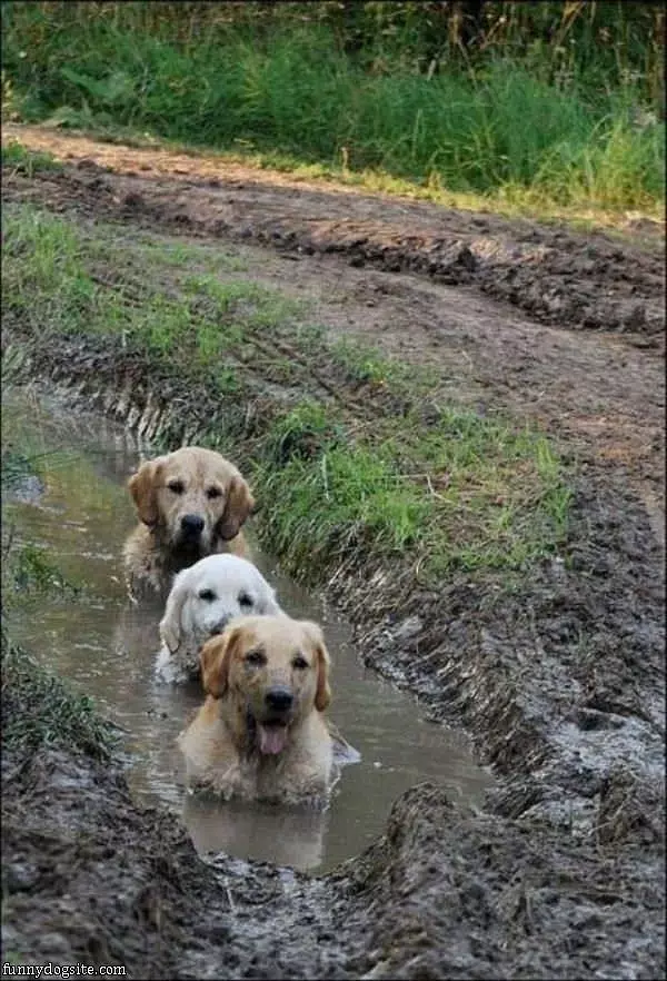 Some Mud Dogs