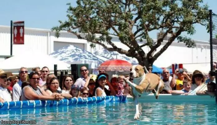 Dog Pool Long Jump