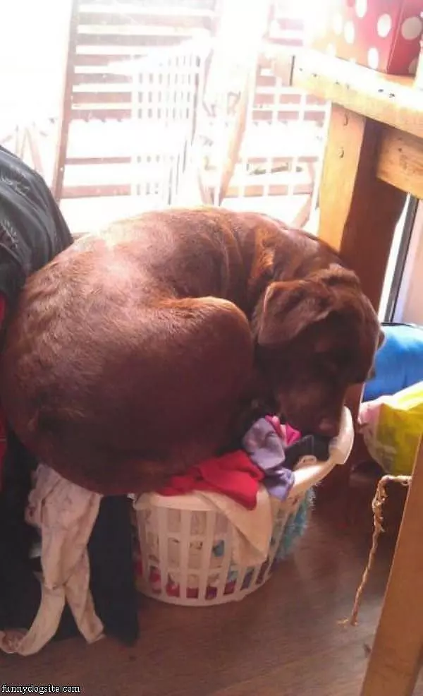 Asleep In The Laundry Dog