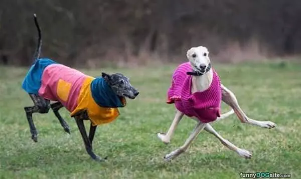 Funny Weird Dogs