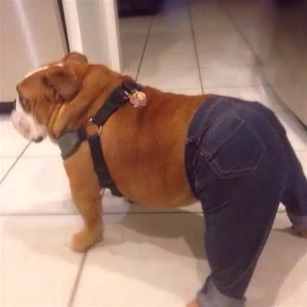 Nice Pants Dog