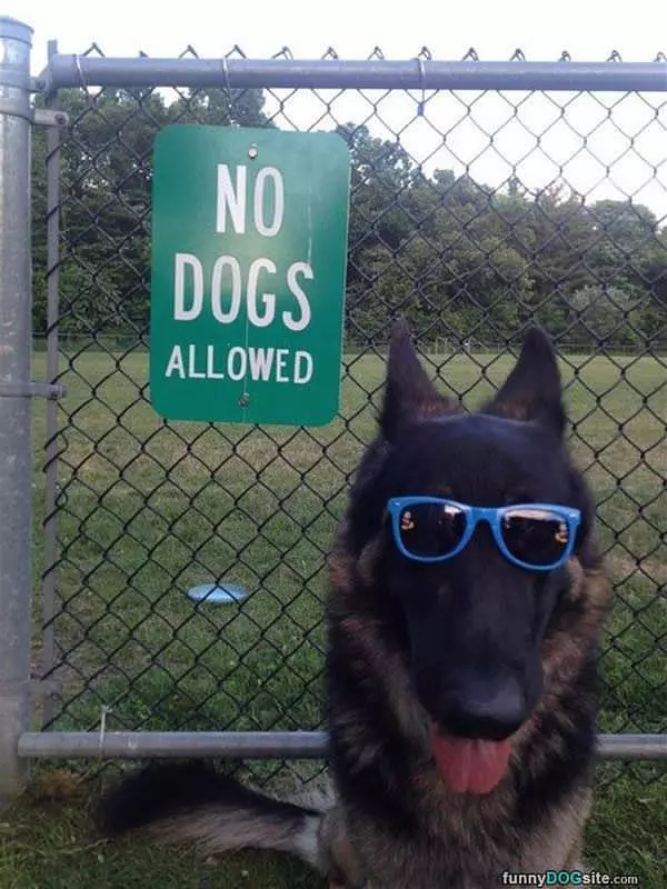 No Dogs Allowed