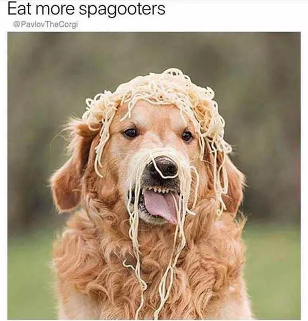 Eat More Spagooters
