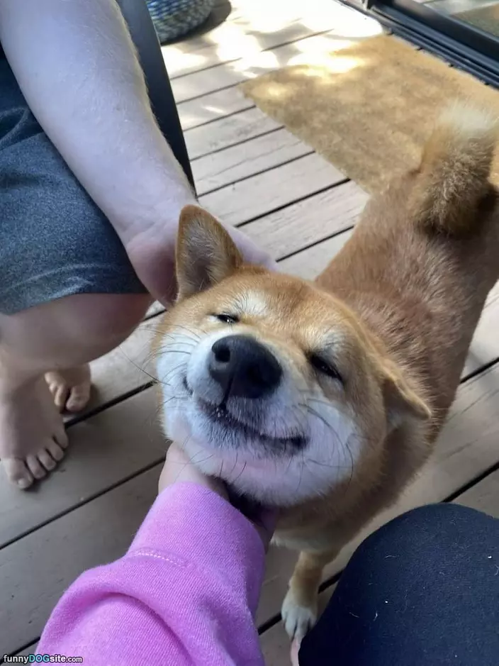 Yes Pet Me
