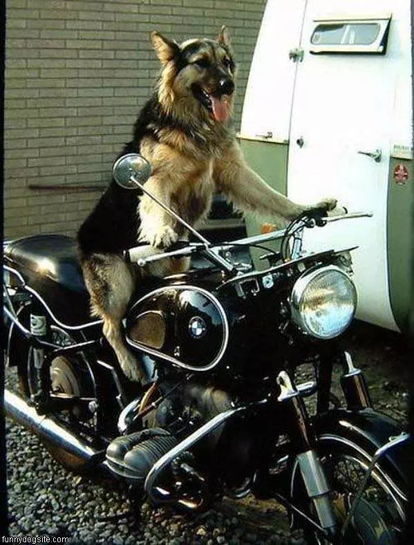 Motorcycle Dog