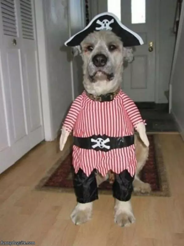 Im A Pirate Dog Haha