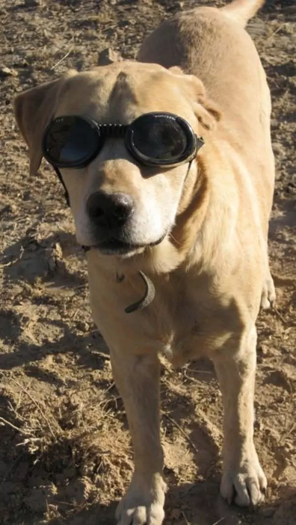Cool Dog Glasses