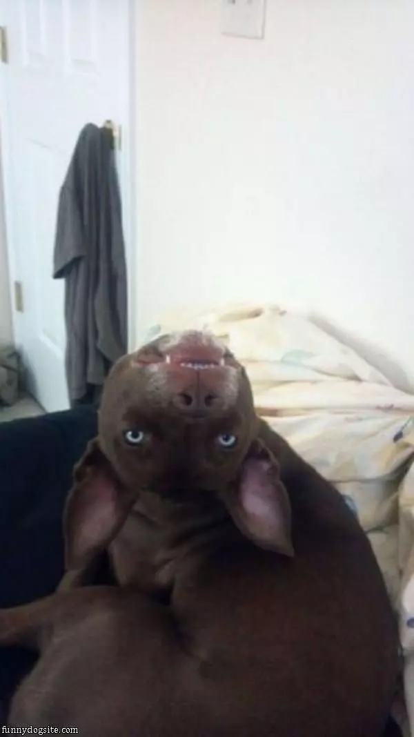 Upside Down Dog Face