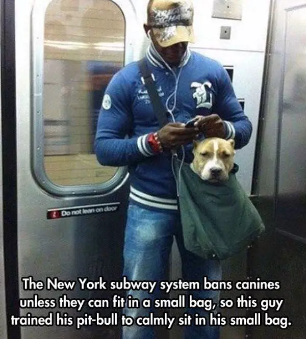 New York Subway Dog