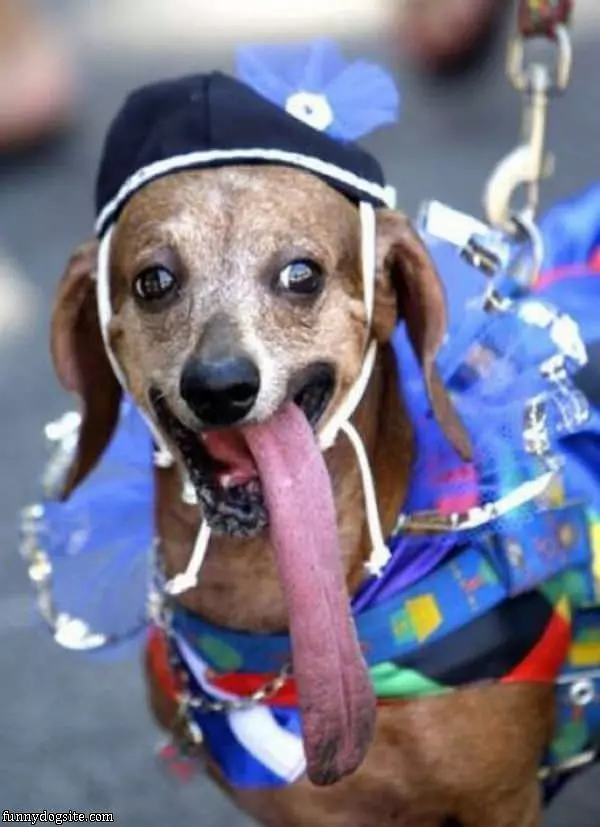Crazy Long Dog Tongue