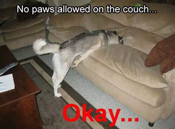 No Paws Allowed