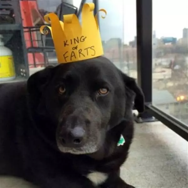 I Am The King Of Farts