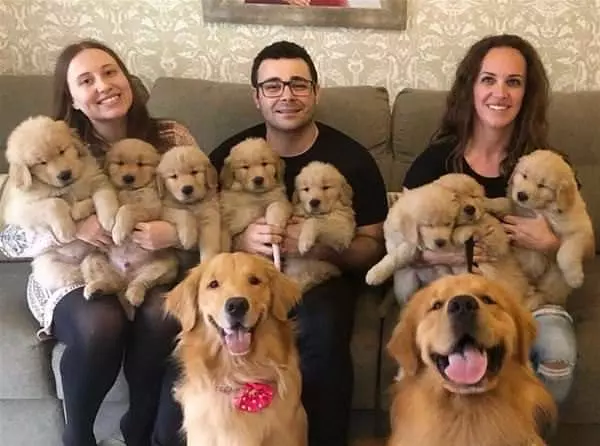 A Huge Dog Family