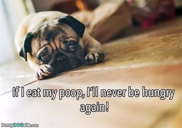 If I Eat My Poop