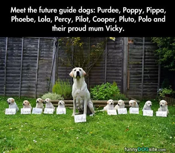 Future Guide Dogs