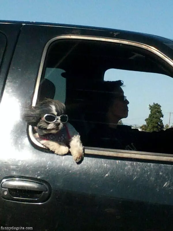 This Dog Loves Rides