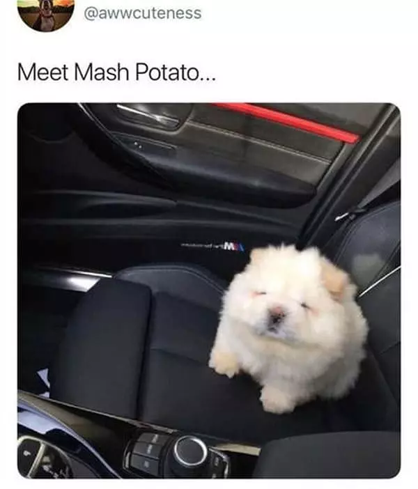 Meet Mashed Potato
